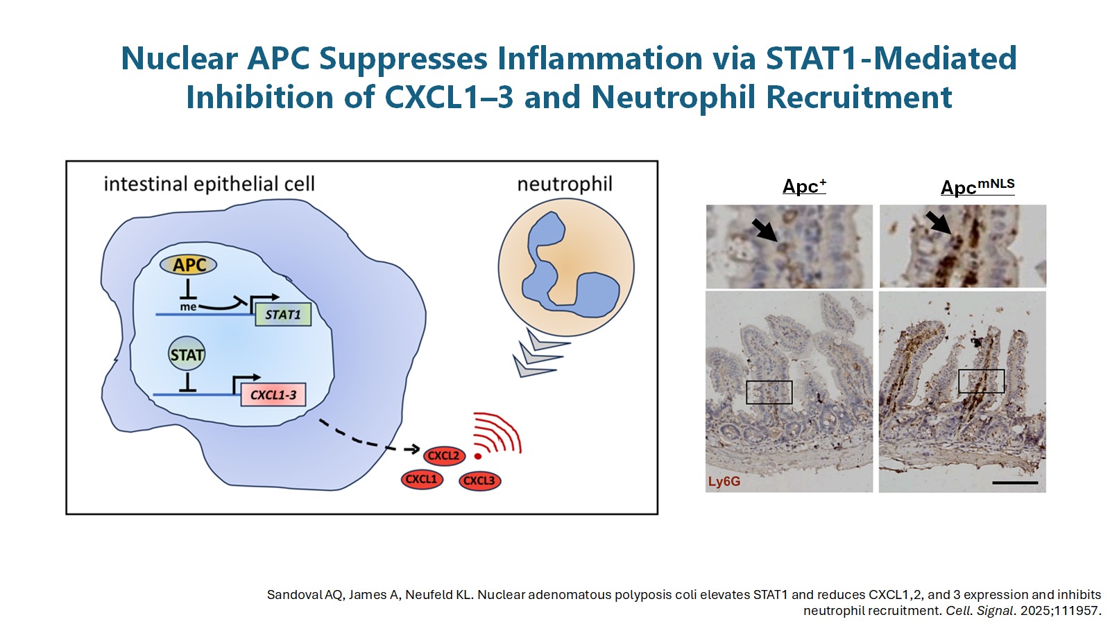 Diagram of STAT1-mediated inhibition of CXCL1-3